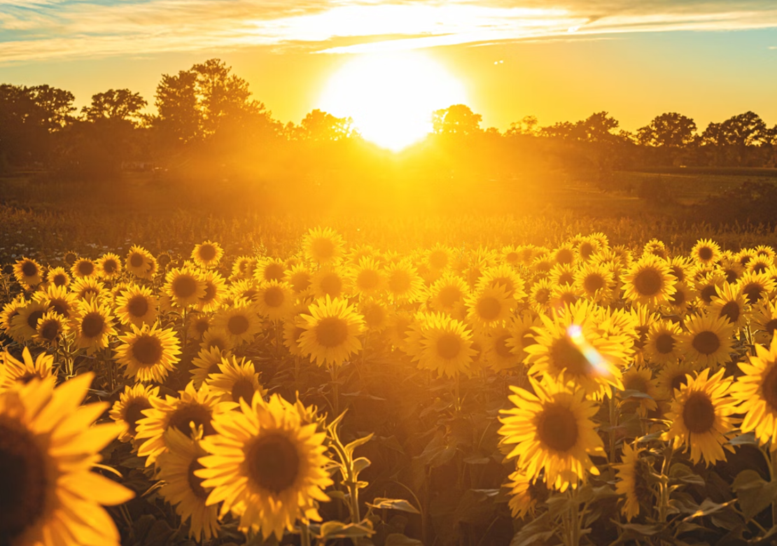 En mark med solsikker i forgrund. Aftensol lige over træer i silhuet i baggrund