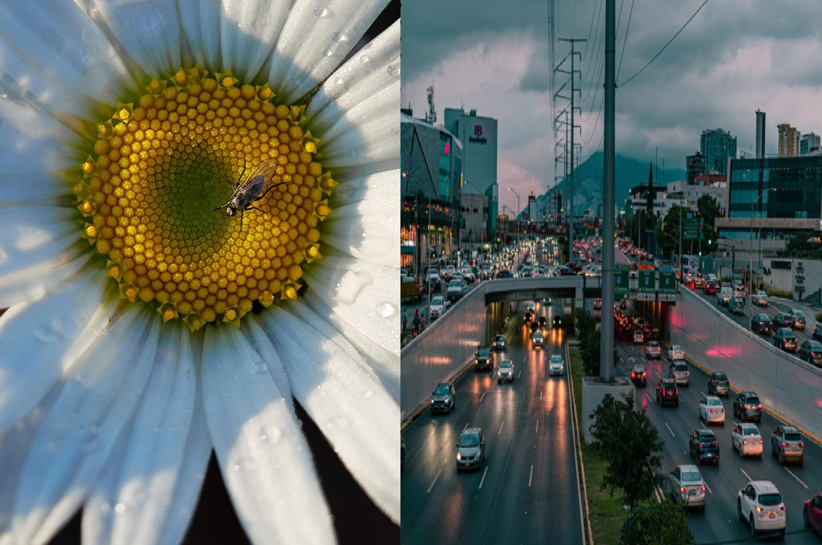 Et billede sammensat af to billeder. Til venstre en marguerite og til højre en motorvej.