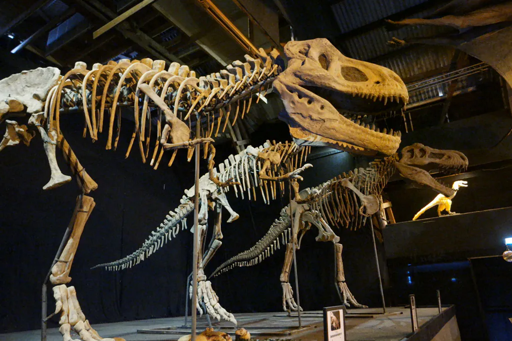 3 dinosaurskelletter i udstilling