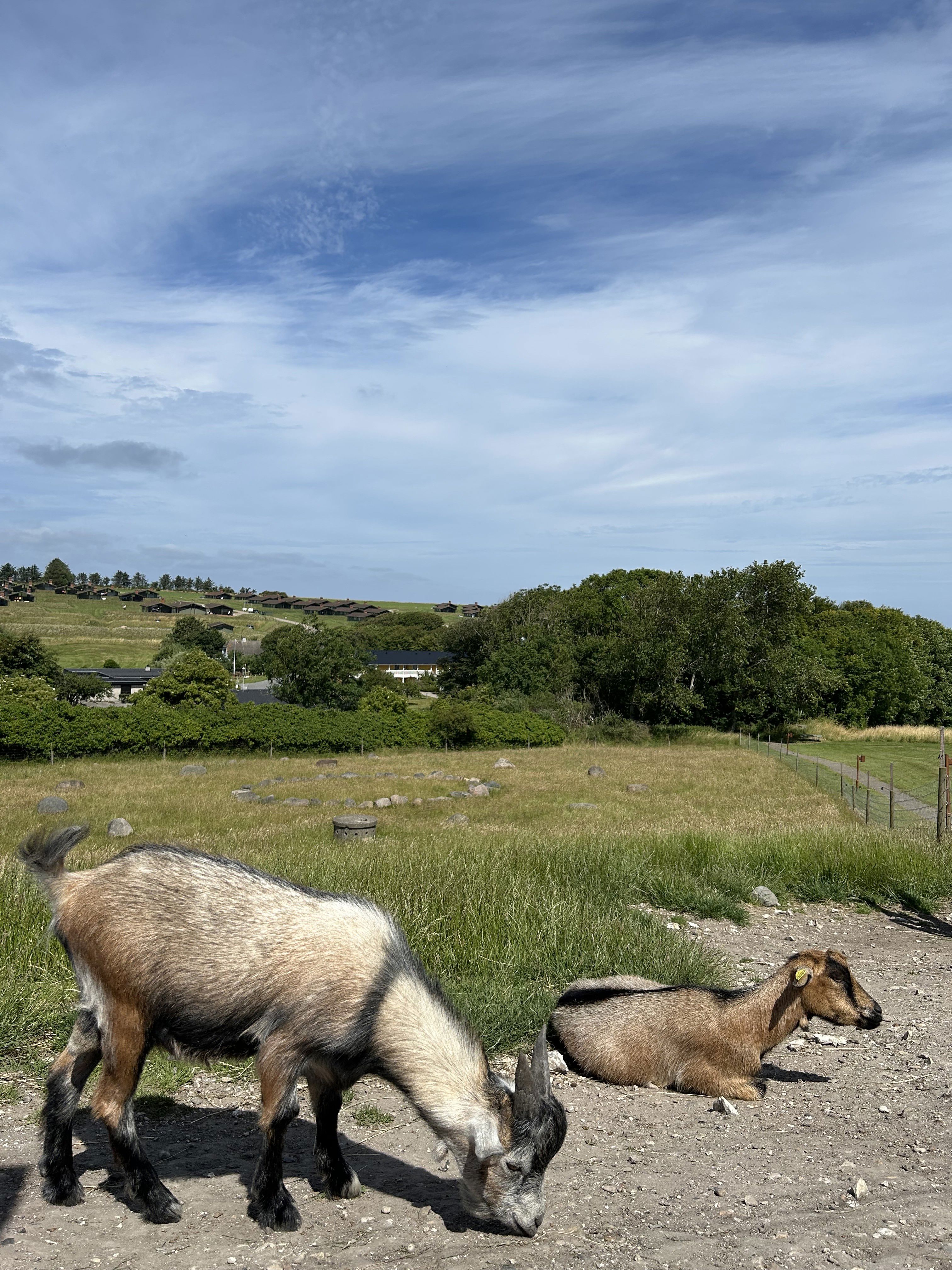 2 geder græsser på Vigsø