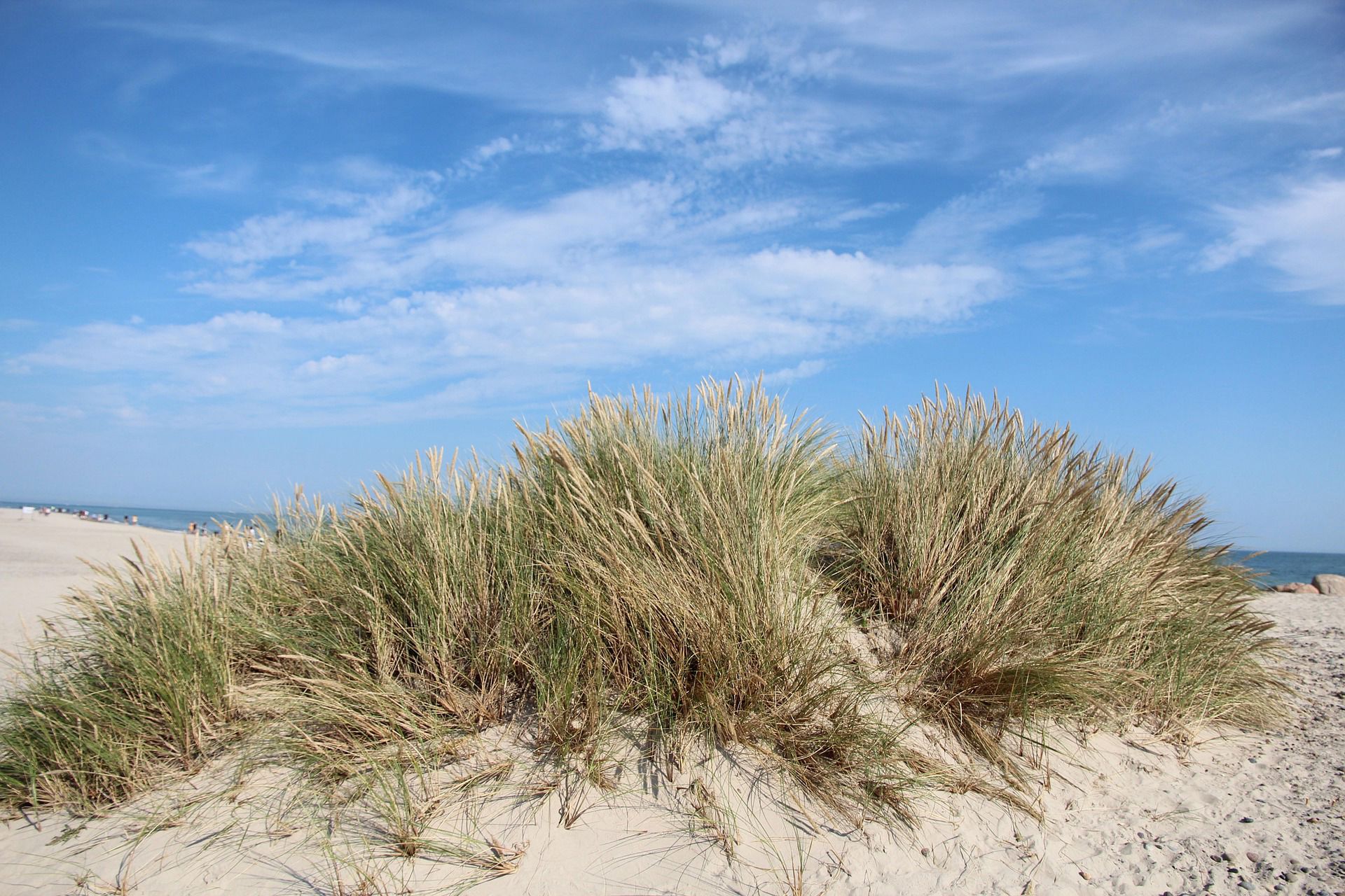 busk på strand