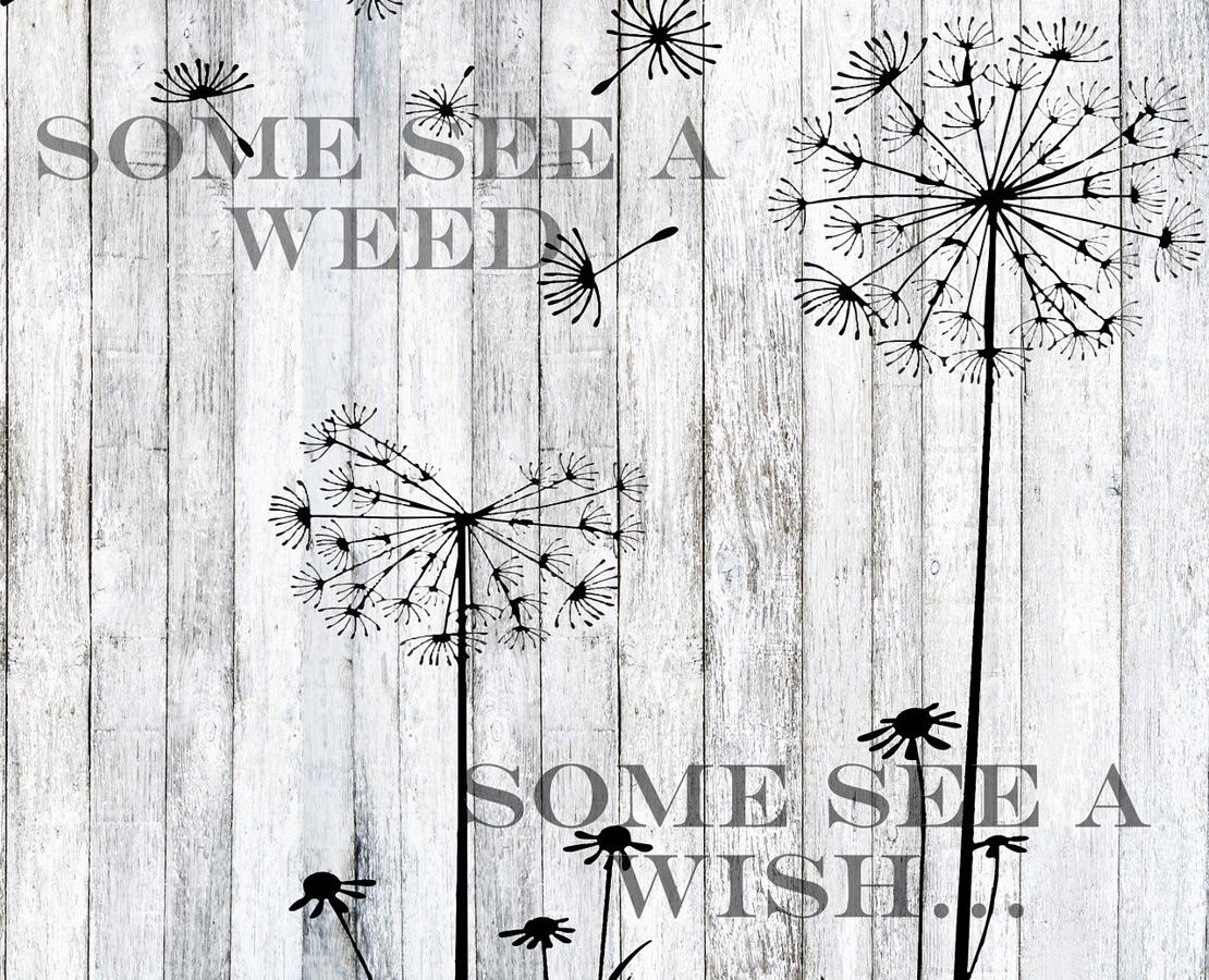 Illustration af to mælkebøtter. gråt i gråt. teksten: some see a weed some see a wish..