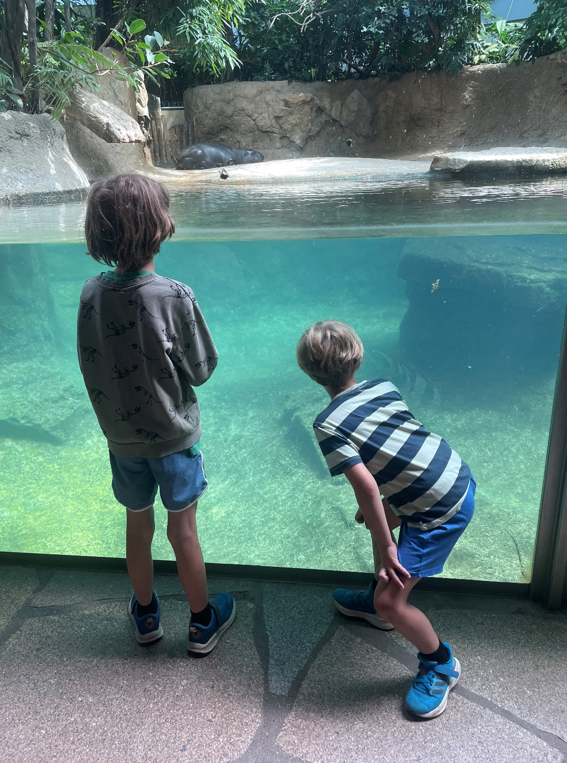 To drenge kigger ind til søløverne i berlin zoo